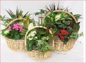 Wicker European Garden Basket