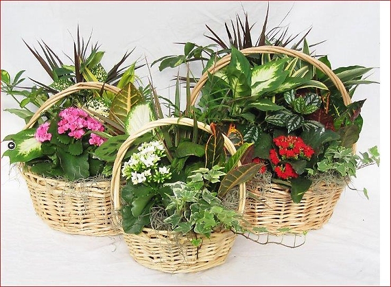 Wicker European Garden Basket