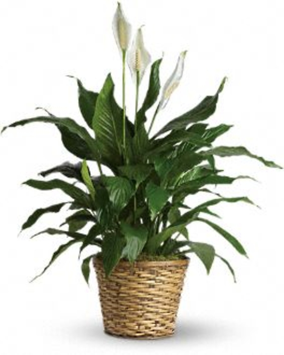 Simply Elegant Spathiphyllum - Medium