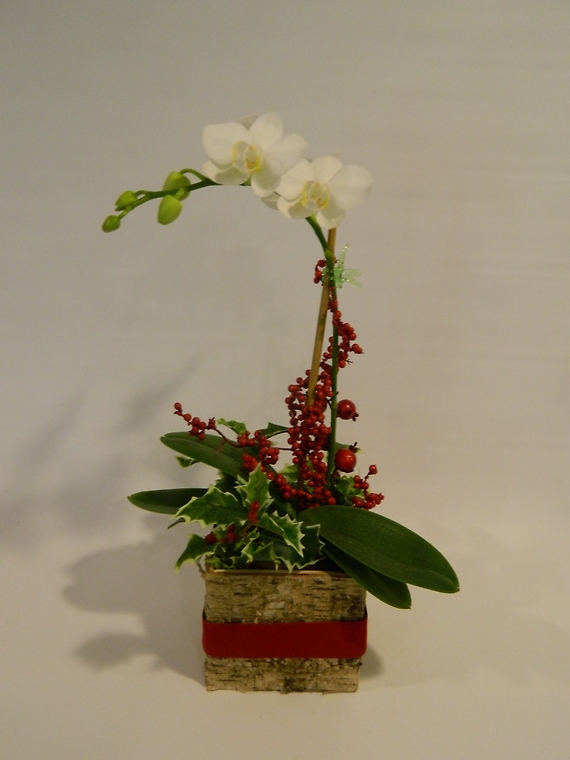 Snowy Miniature Orchid