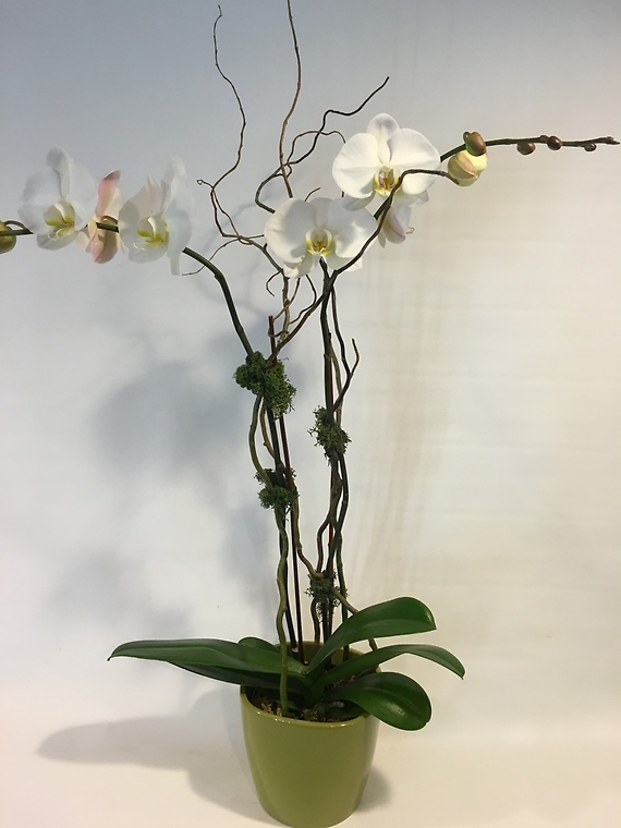 Opulent Orchid, Ceramic Pot  (You may choose Color)
