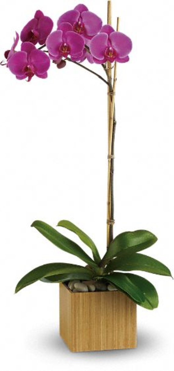 Elegant Imperial Orchid Plant