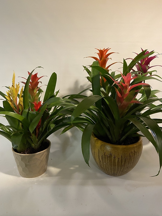 Ceramic Bromeliad Garden