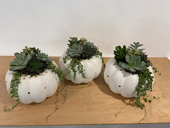 Succulent Pumpkin Planter